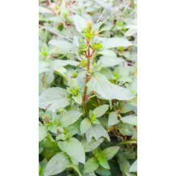 Popular Dry Mint Leaves